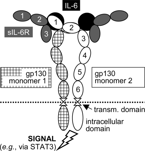 FIGURE 1.