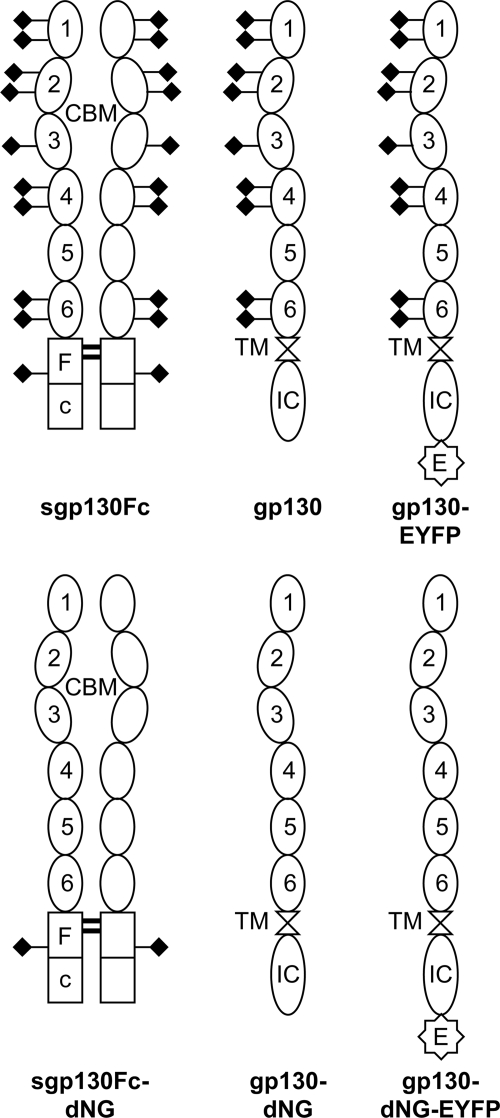 FIGURE 2.