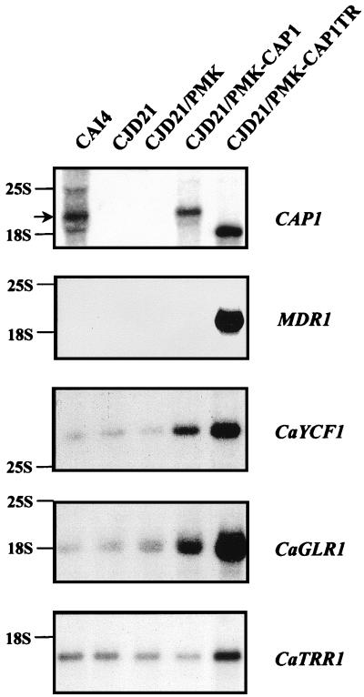 FIG. 4