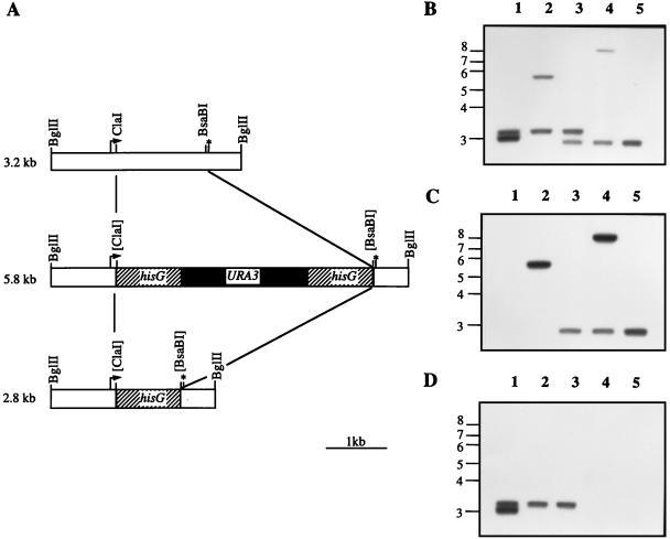 FIG. 1