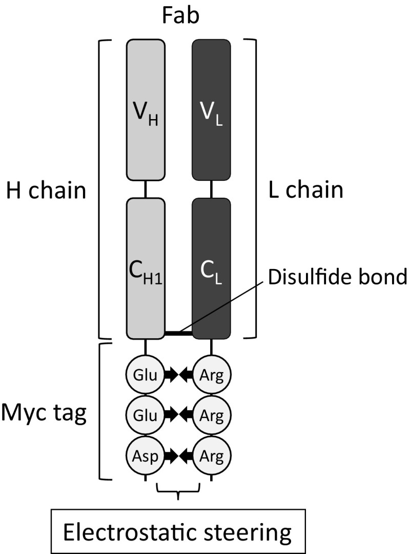 Fig. 1