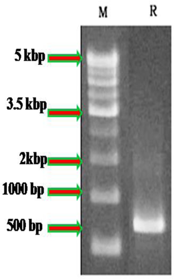 FIGURE 1