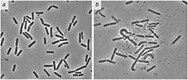 Fig. 11