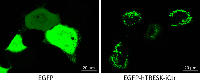 Figure 10