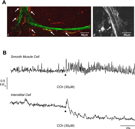 Fig. 8.