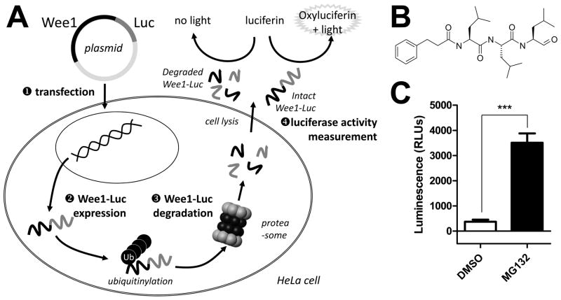 FIG. 1