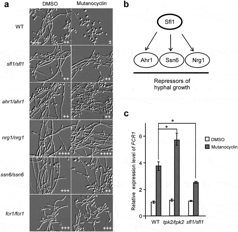 Figure 7.