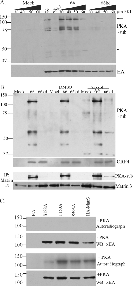 FIG. 6.