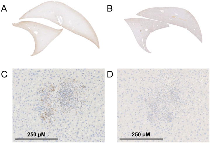 Figure 1—figure supplement 1.