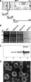 FIG. 1.