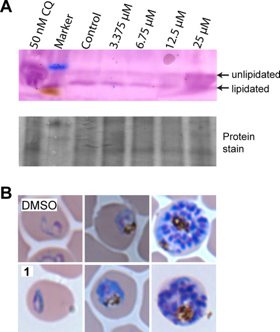 Figure 6