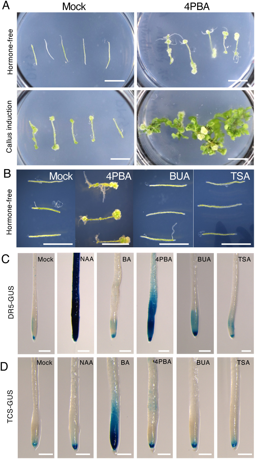 Figure 1. 4-Phenylbutyric acid (4PBA) promotes regeneration and ARF-dependent auxin responses. (A) Addition of 4PBA to medium enhances callus formation and tissue regeneration. Callus formation and root regeneration in Arabidopsis hypocotyl explants (upper right panel) cultured on 4PBA-containing medium for 28 days without exogenous phytohormones, compared to mock (DMSO)-treated explants cultured on hormone-free medium (upper left panel). Shoots regeneration from callus of hypocotyl explants cultured on medium containing NAA, BA and 4PBA for 28 days (lower right panel) compared to mock-treated explants cultured in the presence of NAA, BA and DMSO (lower left panel). (B) Other HDAC inhibitors, butyric acid (BUA) and trichostatin A (TSA) fail to promote callus formation in the phytohormone-free condition. Callus formation in 4PBA-containing medium after 28 days of growth in tissue culture but not in hypocotyl explants cultured on BUA, TSA, and the mock containing medium lacking exogenous phytohormones. For (A and B), chemicals were used at the following concentrations: 4PBA (20 µM), NAA (5.4 µM), BA (4.4 µM), BUA (20 µM), TSA (20 µM). (C) 4PBA treatment activates auxin-responsive gene expression, as detected using the DR5-GUS reporter. An NAA-treated DR5-GUS plant root shows strong GUS activity. A 4PBA-treated root also displays enhanced DR5-GUS expression, whereas no obvious enhancement is seen in roots treated with the cytokinin BA, either of two HDAC inhibitors, BUA or TSA. (D) 4PBA treatment does not obviously activate the cytokinin-responsive TCS-GUS reporter. A BA-treated root shows strong TCS-GUS activity, but 4PBA and other chemicals do not produce a detectable enhancement of cytokinin responses. For (C and D) 5 day-old Arabidopsis seedlings were treated at the following concentrations for 24 h: 4PBA (20 µM), NAA (5.4 µM), BA (4.4 µM), BUA (20 µM), TSA (20 µM). Scale bar, 5 mm (A and B), 250 µm (C and D). The experiments were done at least twice, using 3 to 5 plants for the callus formation assay (A and B), and 10–15 seedlings for the GUS assay (C and D).