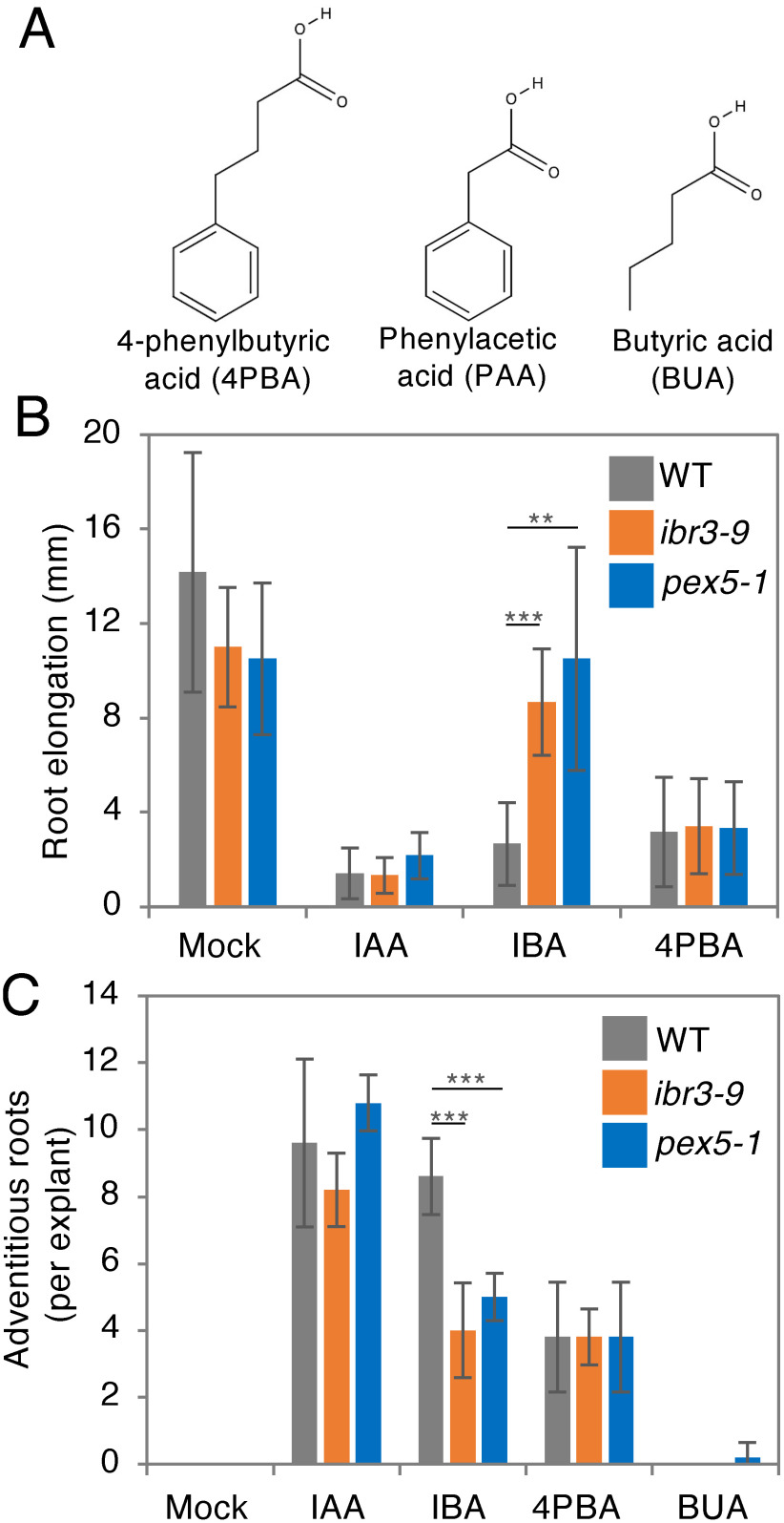 Figure 3. 4-Phenylbutyric acid (4PBA) works as an auxin in a peroxisomal β-oxidation-independent manner. (A) Molecular structures of 4PBA, phenylacetic acid (PAA) and butyric acid (BUA). (B) Root elongation inhibition by indole-3-butyric acid (IBA) treatment is abolished in both ibr3-9 and pex5-1 mutants where peroxisomal β-oxidation of IBA to indole-3-acetic acid (IAA) is disrupted, as previously reported (Strader and Bartel 2009; Zolman et al. 2007). 4PBA-treated plants show clear root elongation inhibition similar to those treated with IAA, with no difference in phenotypes between wild-type plants and the two β-oxidation mutants observed in this condition. (C) Enhancement of adventitious roots formation by IBA is significantly compromised in both ibr3-9 and pex5-1 mutants. 4PBA treatment enhances adventitious root formation compared to mock-treated hypocotyl explants or those treated with the HDAC inhibitor butyric acid (BUA), and wild-type plants and the two β-oxidation mutants respond similarly to 4PBA in this assay. Chemicals were used at the following concentrations for treatments: IAA (1 µM), IBA (8 µM), 4PBA (20 µM), and BUA (20 µM). Data are mean±SD. Statistical significance was determined by t-test, n=6 for (B) and 5 for (C); *** p<0.001, ** p<0.01.