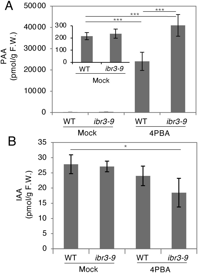 Figure 4. Phenylacetic acid (PAA) accumulates to higher levels in the 4-phenylbutyric acid (4PBA) treated-Arabidopsis seedlings. (A) PAA concentrations in mock (DMSO) or 4PBA-treated seedlings. PAA accumulates to a level approximately 100 times higher in 4PBA-treated plants than in mock-treated plants. This hyper-accumulation is further increased in the ibr3-9 mutant, where the level of PAA is approximately 200 times higher than in mock-treated plants. The smaller bar graph seen inside the main graph shows PAA levels in mock-treated wild-type or ibr3-9 plants. (B) IAA concentrations in mock (DMSO)- or 4PBA-treated seedlings. Wild type, mock-treated ibr3-9 mutant, and 4PBA-treated wild-type plants all have similar levels of IAA. 4PBA-treated ibr3-9 seedlings contain significantly less IAA than mock-treated wild-type plants. 5 day-old Arabidopsis seedlings were treated for 24 h with 4PBA (20 µM). Data are mean±SD. Statistical significance was determined by t-test, n=4 for (A) and (B); * p<0.01, *** p<0.001.