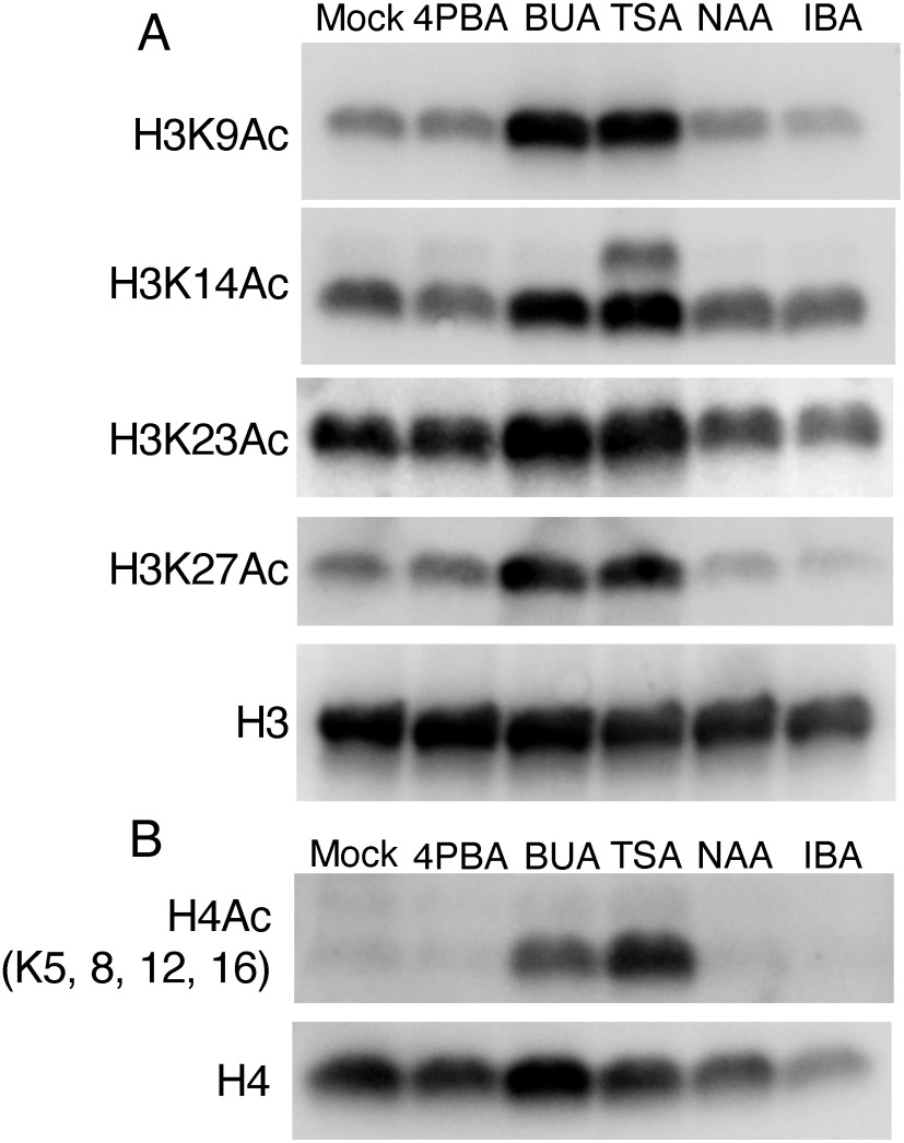 Figure 2. 4-Phenylbutyric acid (4PBA) treatment does not enhance histone H3 and H4 acetylation as detectable by western blot. (A) western blots using antibodies against the indicated acetylated histone H3 residue (K9Ac, K14Ac, K23Ac and K27Ac) were performed using protein extracted from chemical treated Arabidopsis seedlings. Treatment with either of two known HDAC inhibitors, butyric acid (BUA) and trichostatin A (TSA), increases the level of all test marks, whereas treatment with 4PBA or either of two types of auxins, naphthalene acetic acid (NAA) and indole-3-butyric acid (IBA), produces similar results to that observed in mock (DMSO) treated plants. (B) western blot using antibodies against the acetylated histone H4 (detects K5Ac, K8Ac, K12Ac, K16Ac) performed using protein extracted from chemical-treated Arabidopsis seedlings. Similar to (A), treatment with BUA or TSA increases the level of H4Ac, whereas treatment with 4PBA, NAA or IBA has no effect. 5 day-old Arabidopsis seedlings were treated at the following concentrations for 24 h: 4PBA (1 mM), BUA (1 mM), TSA (5 µM), NAA (5.4 µM), and IBA (5.3 µM). The experiments were done twice with approximately 25 mg fresh weight seedlings as plant material for each test.