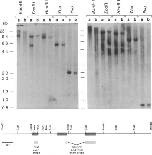 graphic file with name pnas00289-0283-a.jpg