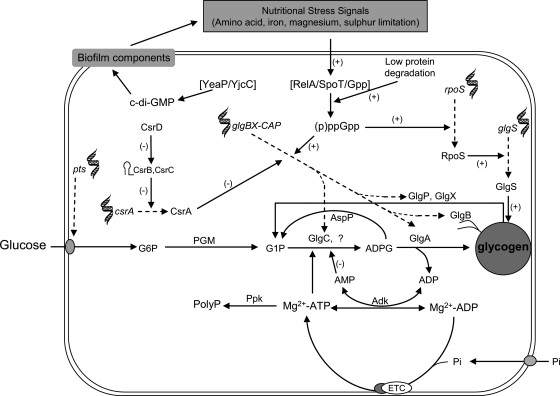 Figure 3