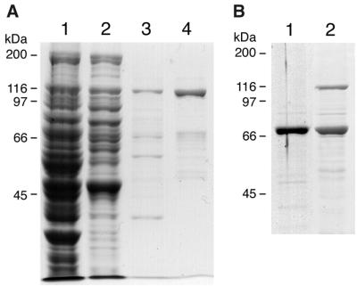 FIG. 8