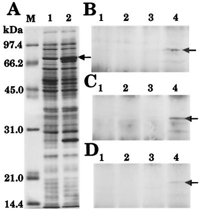 FIG. 4.