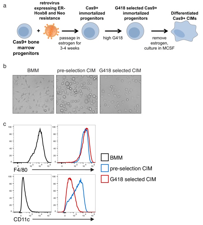 Figure 1—figure supplement 1.