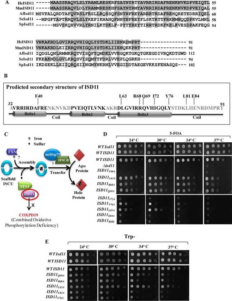 FIGURE 1.