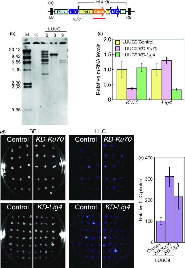 Fig 4