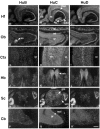 Fig. 8.