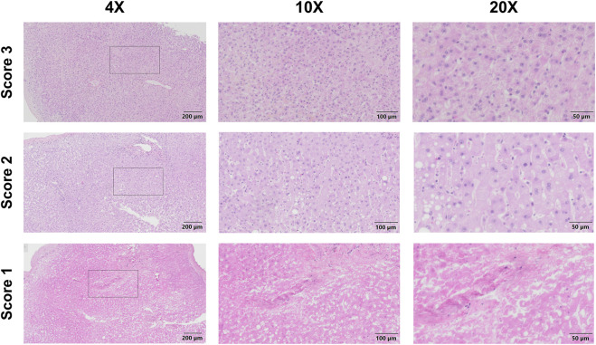 FIGURE 4