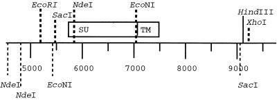 FIG. 1