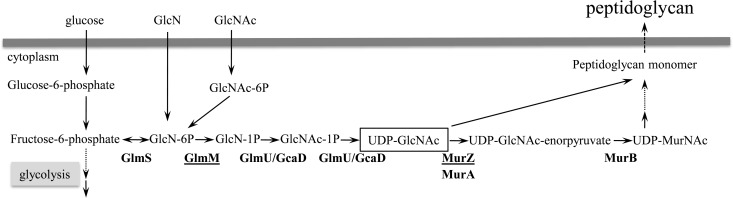 FIG 3