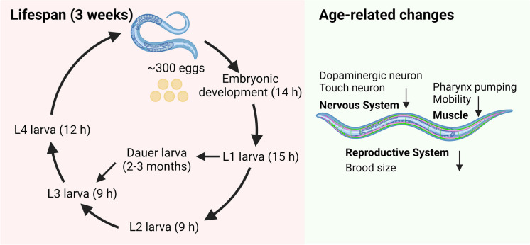 Fig. 3