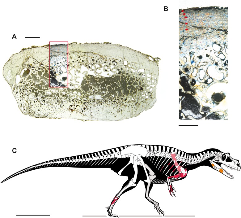 Figure 16