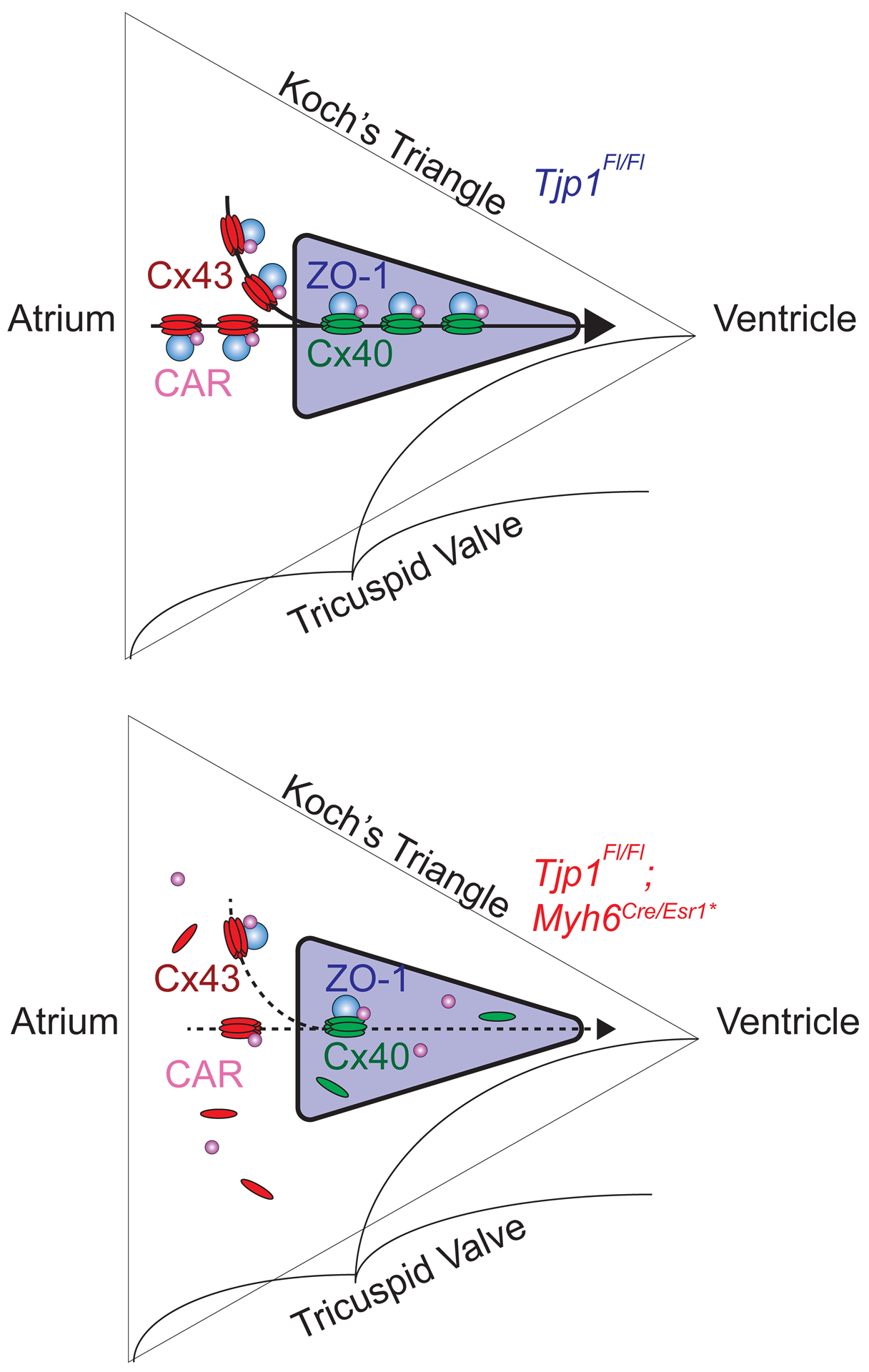 Figure 7: