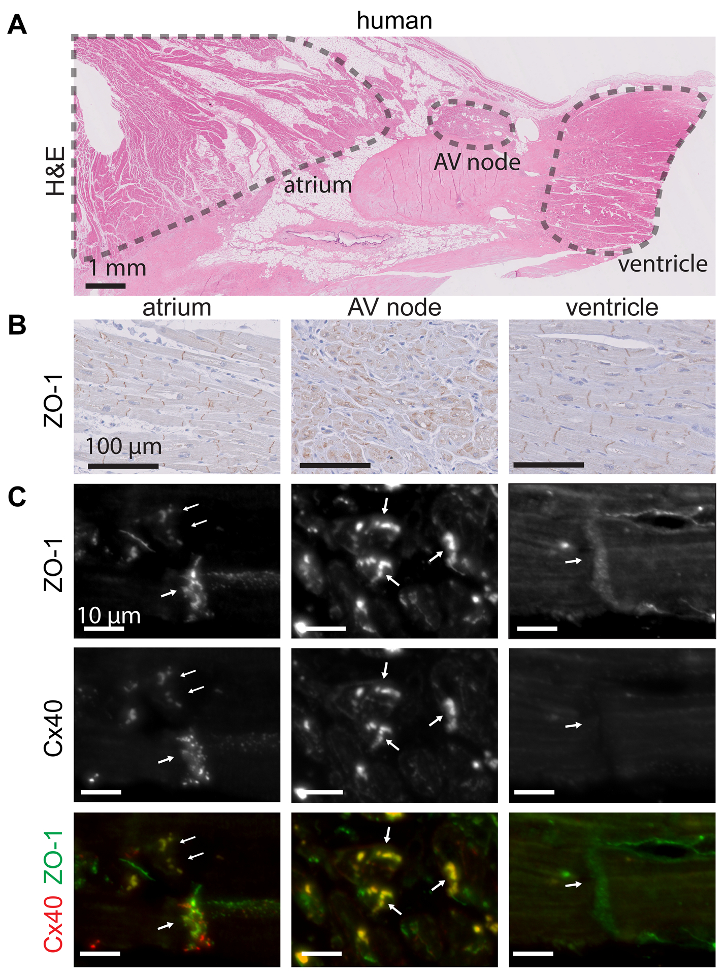 Figure 5: