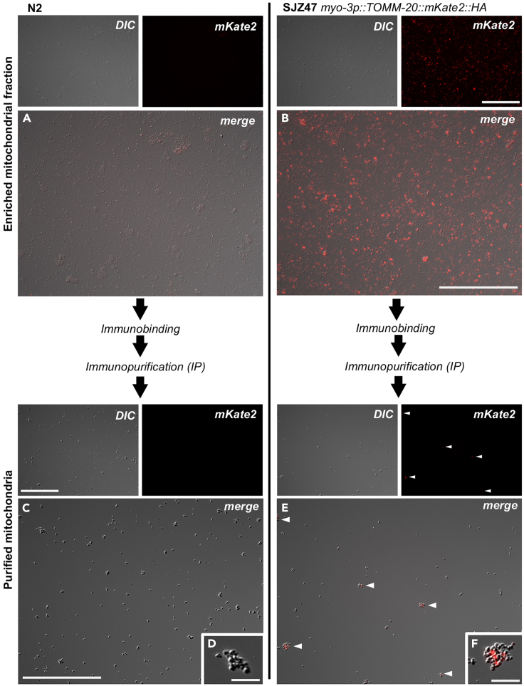 Figure 6