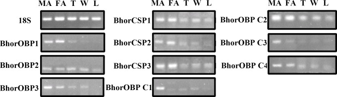 Fig 11