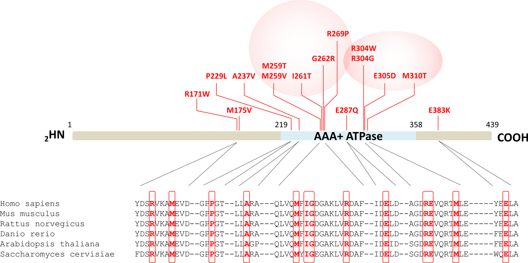 Fig. 1: