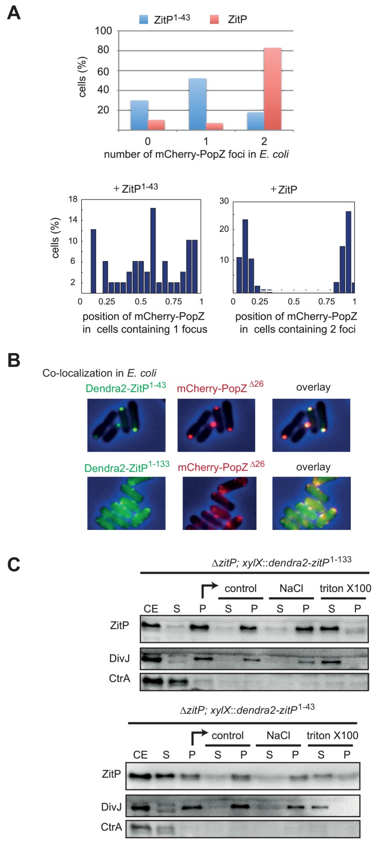 Figure 5—figure supplement 1.