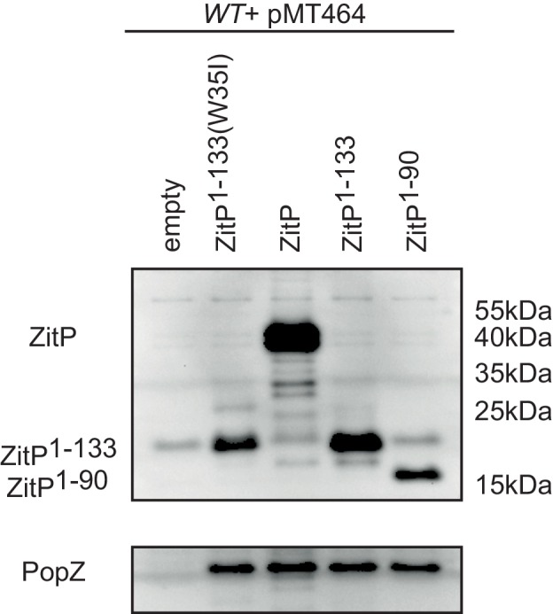 Figure 5—figure supplement 2.