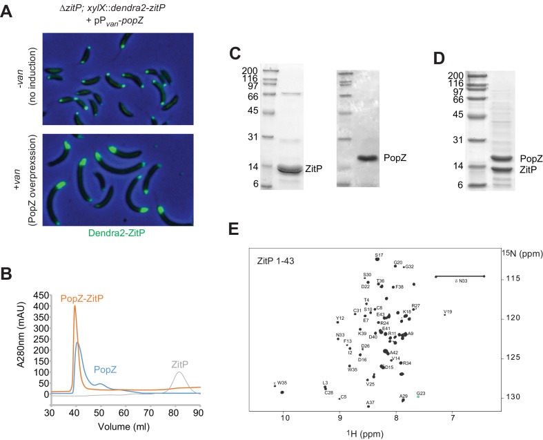 Figure 2—figure supplement 1.