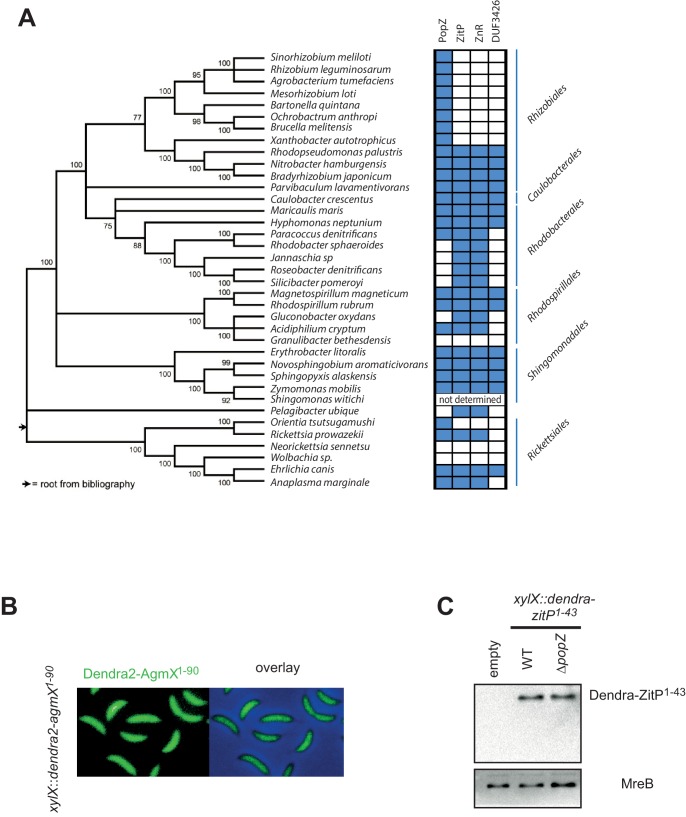 Figure 1—figure supplement 1.