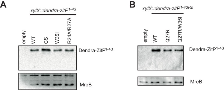 Figure 3—figure supplement 1.