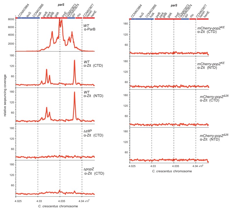 Figure 4—figure supplement 1.