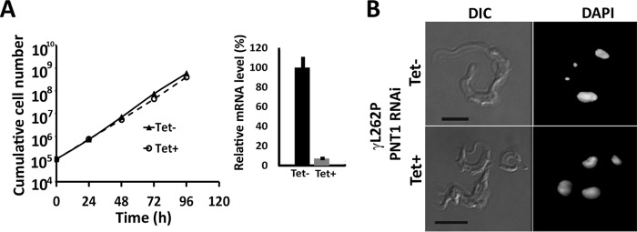 FIGURE 5.