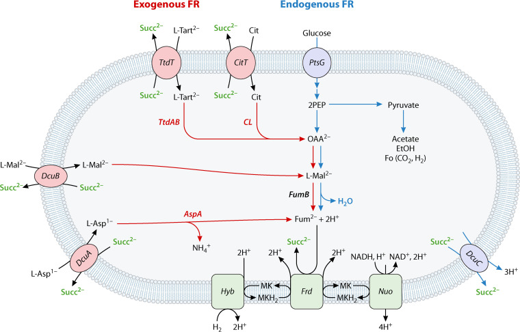 FIG 1