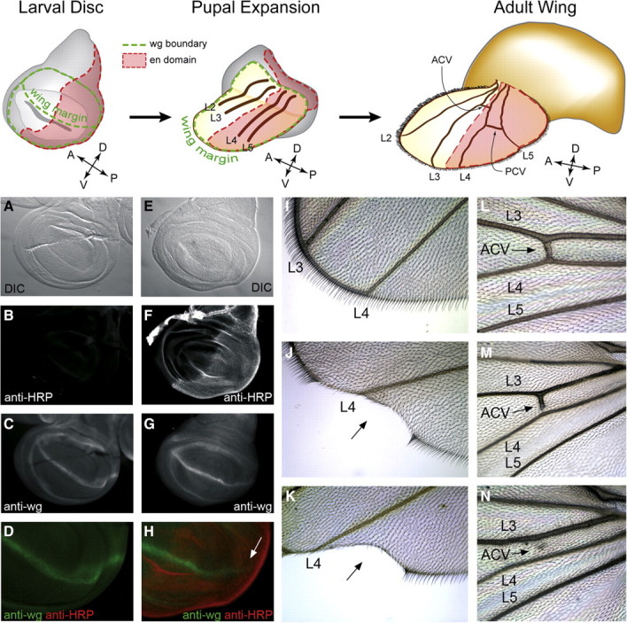 Fig. 8