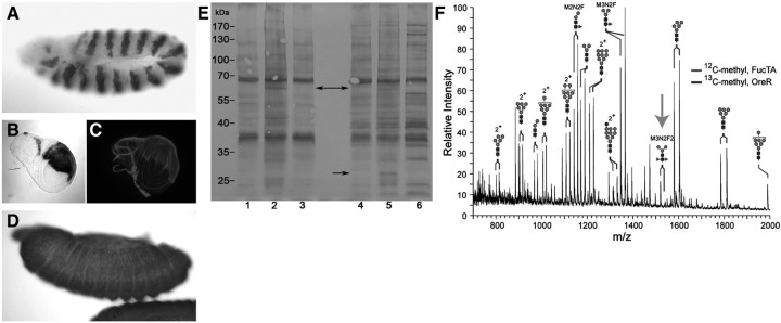 Fig. 6