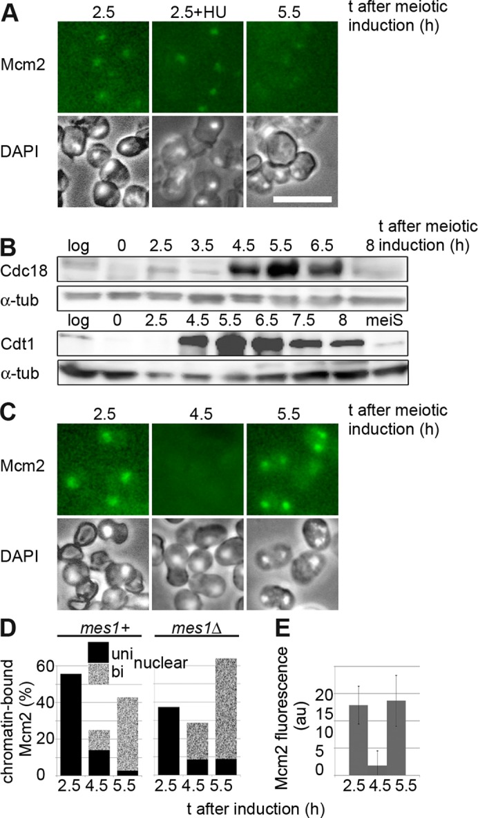 FIGURE 3: