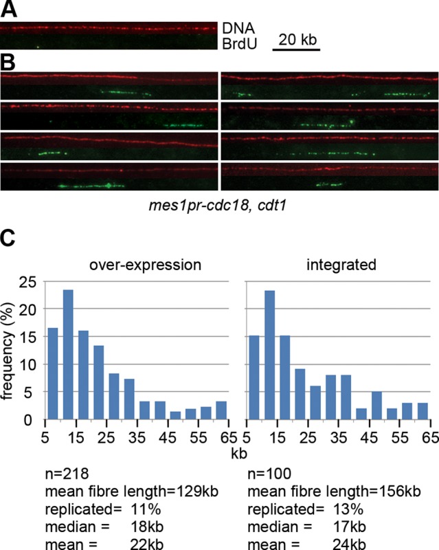 FIGURE 6: