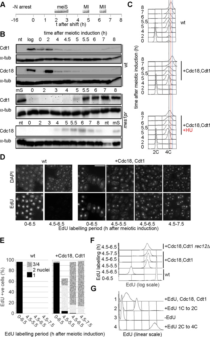 FIGURE 1: